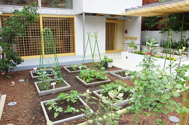 菜園は園芸療法の場として、季節によって様々な植物や野菜、果物が植えられる予定